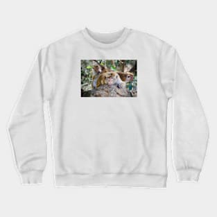 Monkeys / Swiss Artwork Photography Crewneck Sweatshirt